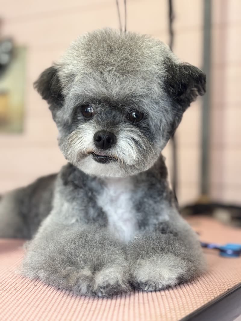 A grey and white poodle cross sitting on the grooming table, freshly scissored