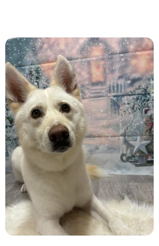 A white German Shepherd type dog brushed out and clean, lying on a sheepskin