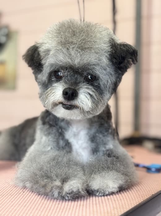Close crop of a scissored poodle cross face after grooming