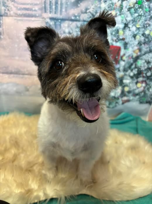 Close crop of a terrier's wiry stripped coat after grooming